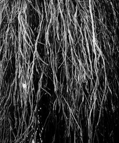 Nocturnal Rainforest